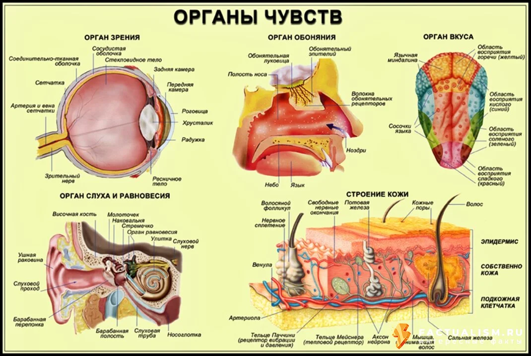 Изображение: интересные факты об органах чувств человека