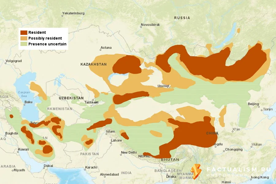 Изображение: места обитания и распространение манулов по всему миру