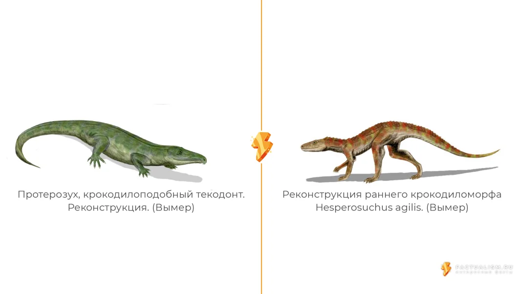 Изображение: эволюция крокодила