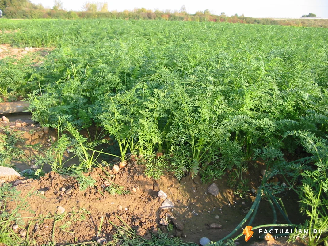 Изображение: морковное поле
